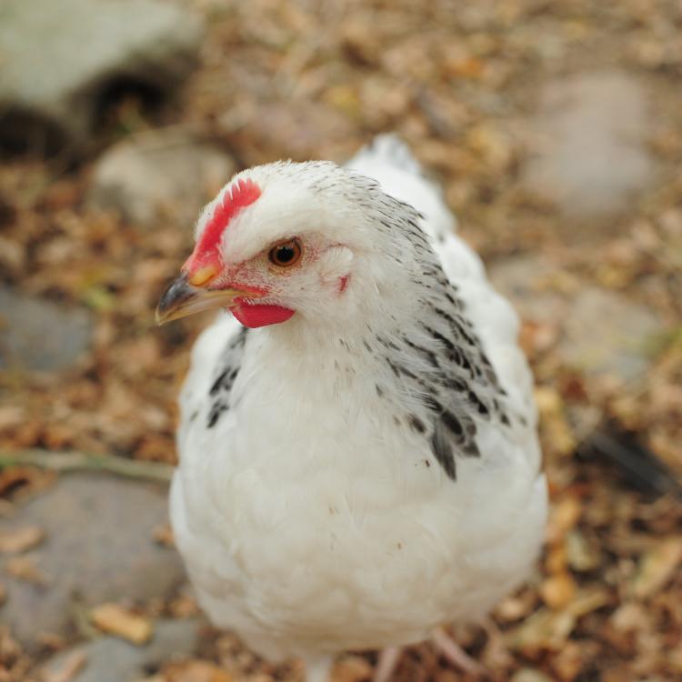 Sussex-kylling